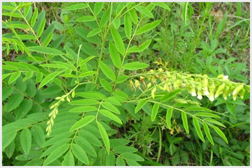 苦参种植技术