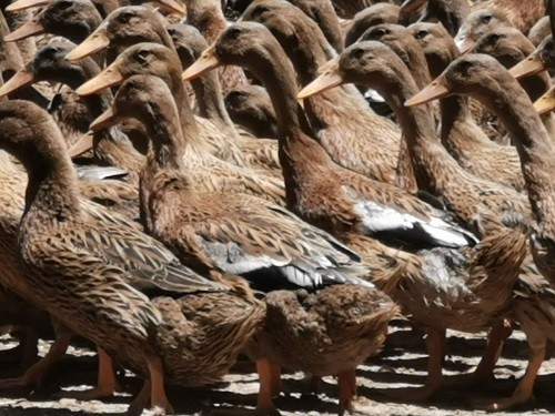 5c92400bd9ad46f78da8529830dd72f0 5c92400bd9ad46f78da8529830dd72f0