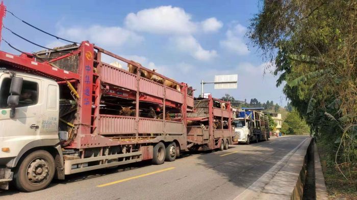 10辆大货车的运输人员克服近期疫情不利影响,行程3000余公里运往四川.
