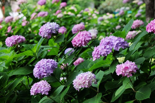 264f7950-1c0b-4828-a3a6-482671c1920f (1)