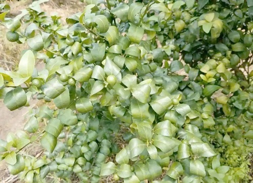 4d086e061d950a7b71a6fa727335d6d6f0d3c9ed.webp 4d086e061d950a7b71a6fa727335d6d6f0d3c9ed.webp