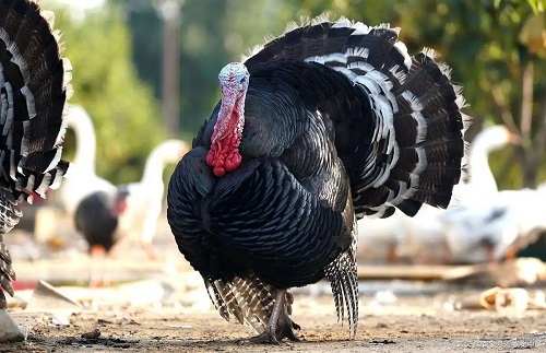 6c224f4a20a446231cbc6520712d3a010cf3d719.webp 6c224f4a20a446231cbc6520712d3a010cf3d719.webp