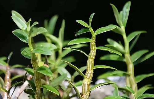 70d11790381049368f41d2c26717de60.webp 70d11790381049368f41d2c26717de60.webp