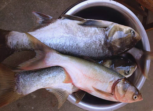 adf6310352125ae8d62d467eb66a9762