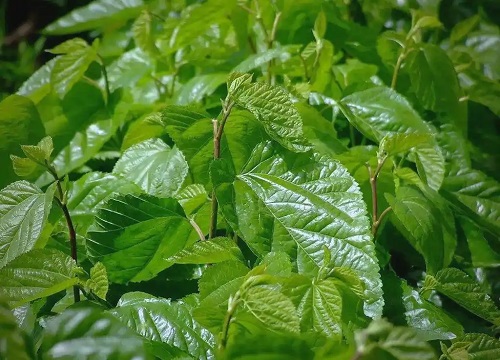 b2de9c82d158ccbfae589bdfda44b52eb335419f.webp b2de9c82d158ccbfae589bdfda44b52eb335419f.webp