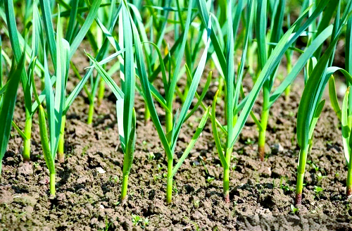 c97846ee32ff1a693eda6a550a9958a2 c97846ee32ff1a693eda6a550a9958a2