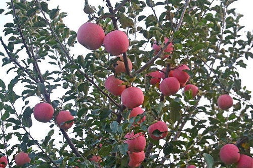 downloaded-image (10)