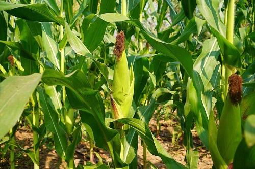 downloaded-image downloaded-image