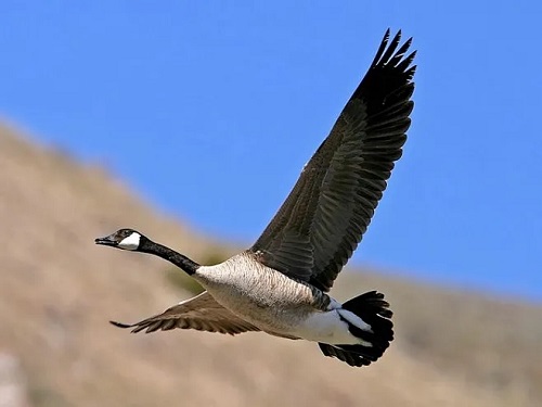 eda517af03a7005c3b578f31cabb968763c95d557bc8-CGe2Xn_fw658.webp