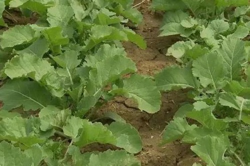 f2deb48f8c5494eef01ff13f9da3f7fe9925bc31d0c4