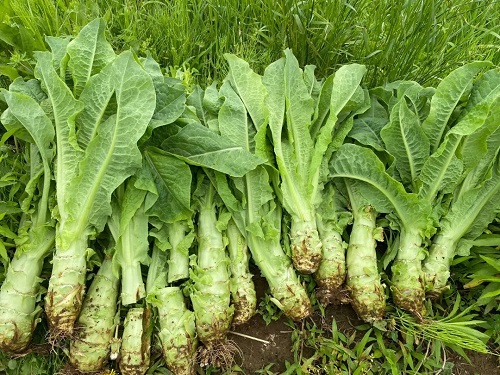 src=http___safe-img.xhscdn.com_bw1_e5151c0a-f8a6-4394-a04b-d2d77db97c8d_imageView2_2_w_1080_format_jpg&refer=http___safe-img.xhscdn.webp