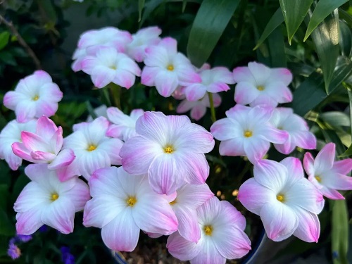 src=http___safe-img.xhscdn.com_bw1_ea49f450-7bdb-4605-8203-f798dde5a5da_imageView2_2_w_1080_format_jpg&refer=http___safe-img.xhscdn.webp