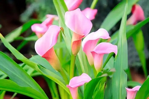 u=1022506662,3814440849&fm=253&fmt=auto&app=138&f=JPEG.webp