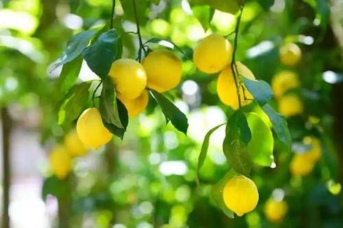 u=1230485970,3222756578&fm=253&fmt=auto&app=138&f=JPEG.webp