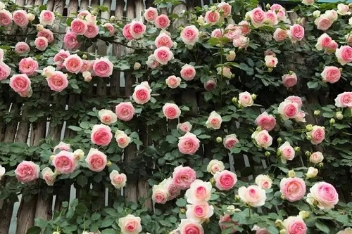 u=1336355195,2553189958&fm=253&fmt=auto&app=120&f=JPEG.webp