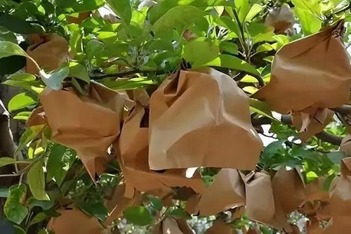 u=1342495188,2167503524&fm=253&fmt=auto&app=120&f=JPEG.webp