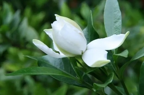 u=1413190157,557398767&fm=253&fmt=auto&app=138&f=JPEG.webp