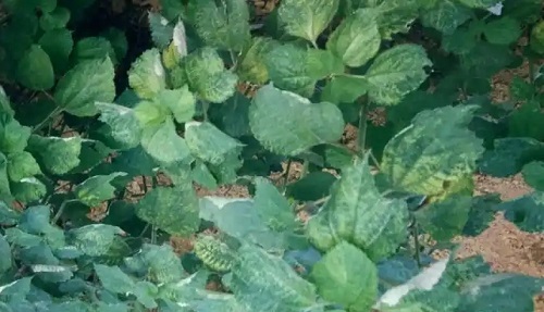 u=1479470756,1106668340&fm=253&fmt=auto&app=138&f=JPEG.webp