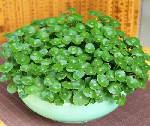 u=1481949049,2170499643&fm=253&fmt=auto&app=120&f=JPEG.webp