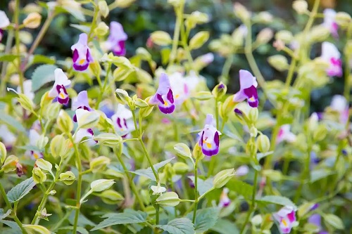 u=1671068767,966774421&fm=253&fmt=auto&app=120&f=JPEG.webp