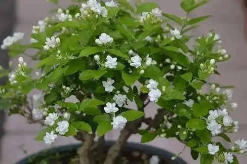 u=1692827388,469559517&fm=253&fmt=auto&app=138&f=JPEG.webp