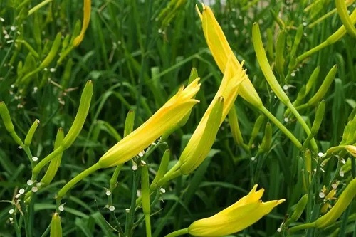 u=1711936928,3700692159&fm=253&fmt=auto&app=138&f=JPEG.webp