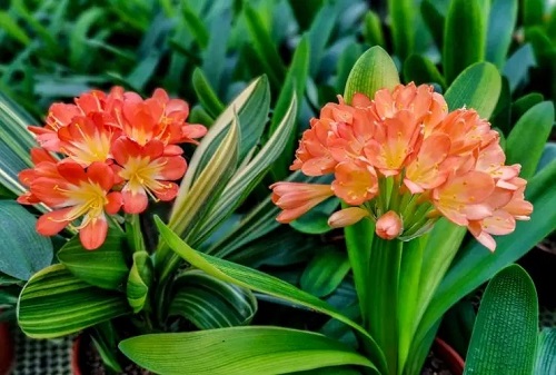 u=1791243575,2239706912&fm=253&fmt=auto&app=138&f=JPEG.webp