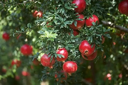 u=1792097956,3760429821&fm=253&fmt=auto&app=138&f=JPEG.webp