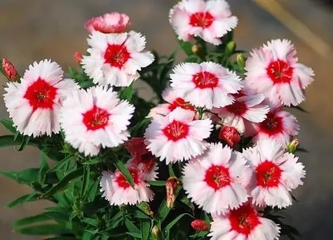 u=1805295487,4226104438&fm=253&fmt=auto&app=138&f=JPEG.webp