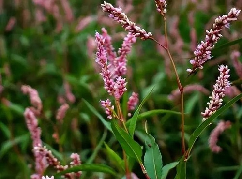 u=183299406,1164045243&fm=253&fmt=auto&app=138&f=JPEG.webp