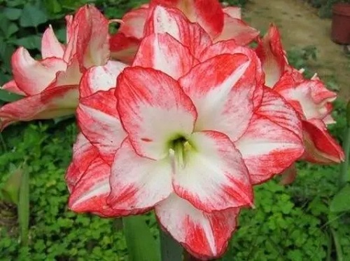 u=1847021132,3240655858&fm=253&fmt=auto&app=138&f=JPEG.webp