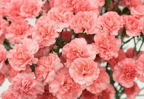 u=1873979770,2348420914&fm=253&fmt=auto&app=138&f=JPEG.webp