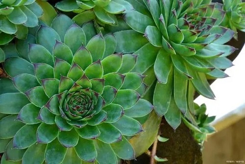 u=1943250275,2703198683&fm=253&fmt=auto&app=120&f=JPEG.webp