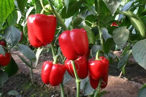 u=1943703489,3665144073&fm=253&fmt=auto&app=138&f=JPEG.webp