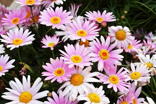 u=1953983234,3673803558&fm=253&fmt=auto&app=138&f=JPEG.webp