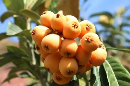 u=2003567672,84603261&fm=253&fmt=auto&app=120&f=JPEG.webp
