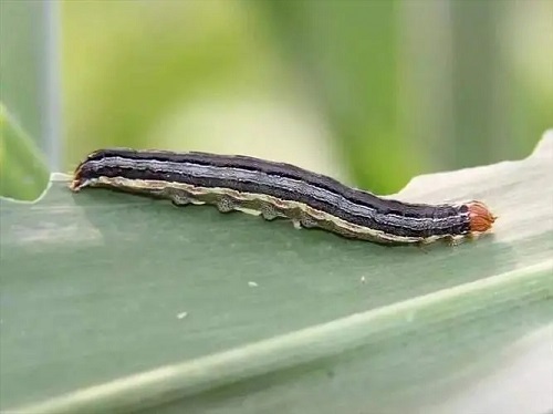 牧草黏虫防治办法