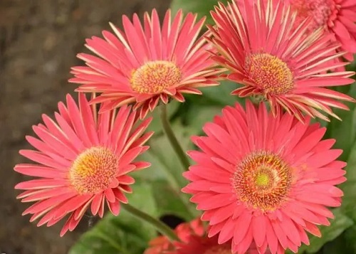 u=2174275684,586188384&fm=253&fmt=auto&app=138&f=JPEG.webp