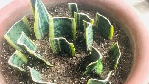 u=2194667581,66729120&fm=253&fmt=auto&app=138&f=JPG.webp