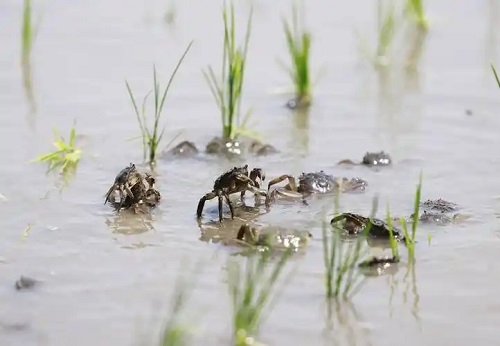 u=2206899474,1122753986&fm=253&fmt=auto&app=120&f=JPEG.webp (1)