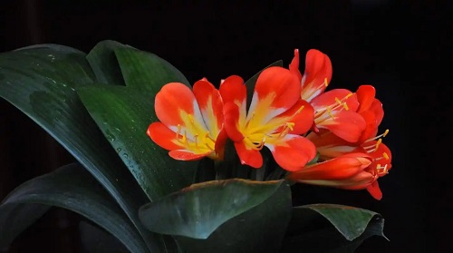 u=2243573717,1418474941&fm=253&fmt=auto&app=120&f=JPEG.webp