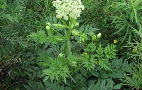 u=2288549714,2198945149&fm=253&fmt=auto&app=138&f=JPEG.webp