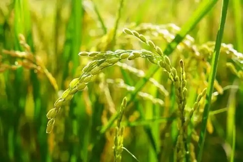 u=2529398973,4003301865&fm=253&fmt=auto&app=120&f=JPEG.webp
