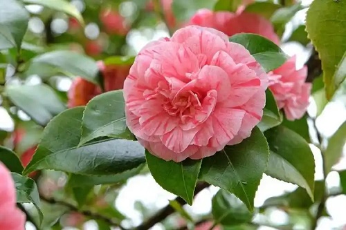u=2539008956,3169054967&fm=253&fmt=auto&app=120&f=JPEG.webp