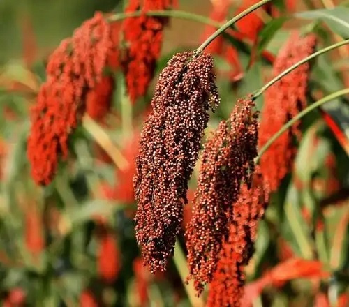 u=2558217549,2324649102&fm=253&fmt=auto&app=120&f=JPEG.webp
