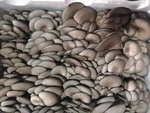 u=2560460735,4034581057&fm=253&fmt=auto&app=138&f=JPEG.webp u=2560460735,4034581057&fm=253&fmt=auto&app=138&f=JPEG.webp