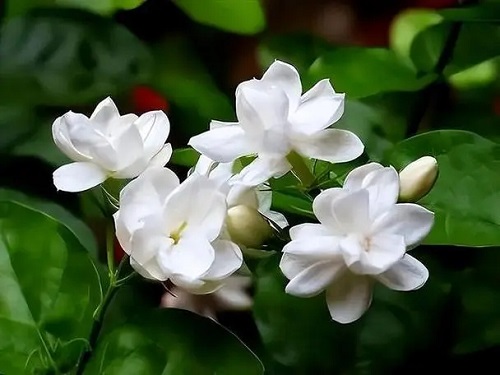 u=2605637461,1028932633&fm=253&fmt=auto&app=120&f=JPEG.webp