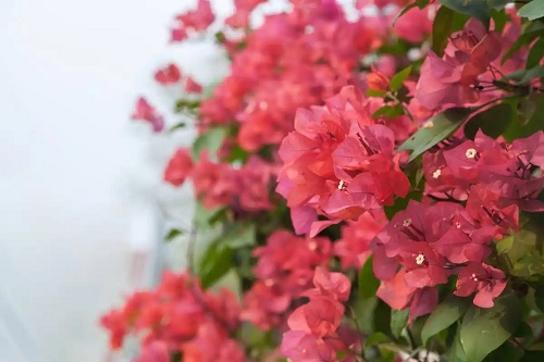 u=2628932835,1913980451&fm=253&fmt=auto&app=120&f=JPEG.webp