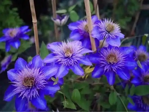 u=2664183519,4074445930&fm=253&fmt=auto&app=138&f=JPEG.webp