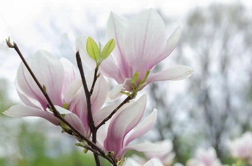 u=2680894886,823558303&fm=253&fmt=auto&app=120&f=JPEG.webp